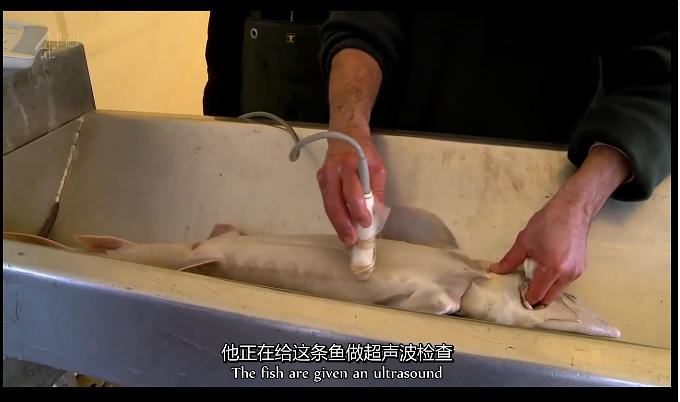 世界上最昂贵的食物 The World's Most Expensive Food