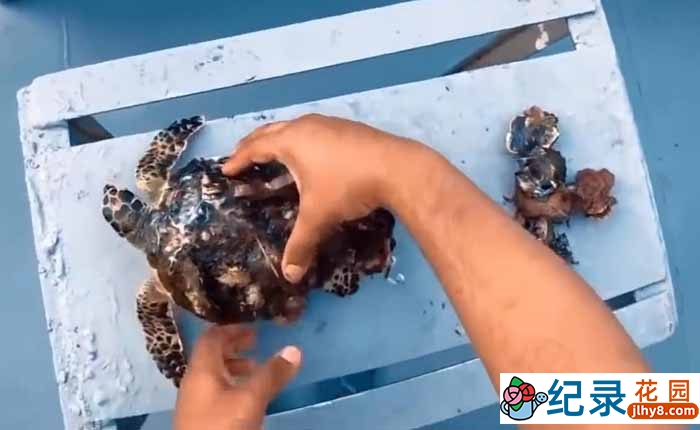 动物保护纪录片《拯救海龟：去除寄生藤壶》全1集（56Min无删减）原版无字 720P/1080i高清纪录片资源百度云盘下载