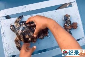 动物保护纪录片《拯救海龟：去除寄生藤壶》全1集（56Min无删减）原版无字 720P/1080i高清纪录片资源百度云盘下载