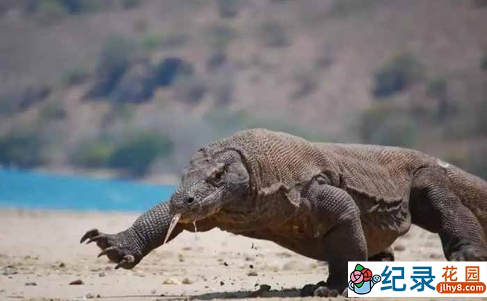 央视食肉动物纪录片《巨蜥来袭》全1集 TS/蓝光高清纪录片资源百度云盘下载