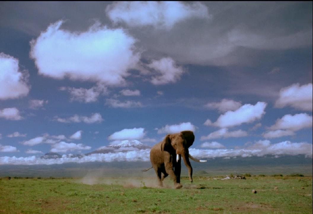 非洲的大象王国 Africa's Elephant Kingdom