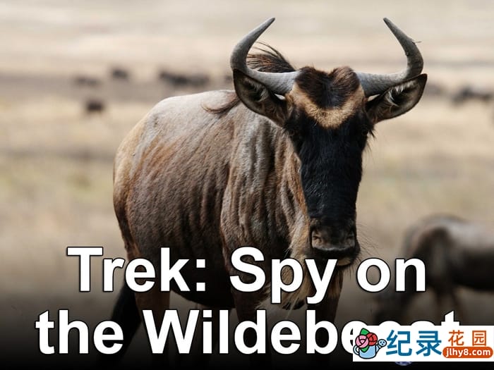 BBC动物间谍纪录片《大迁徙：角马群里的间谍 Trek: Spy on the Wildebeest》全2集 720P/1080i高清纪录片百度云下载