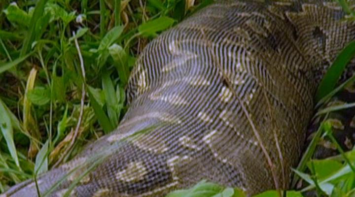 冷血生命 Life In Cold Blood