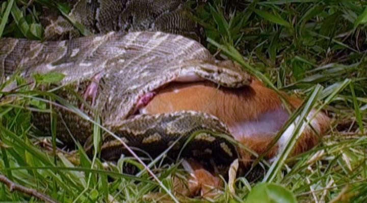 冷血生命 Life In Cold Blood