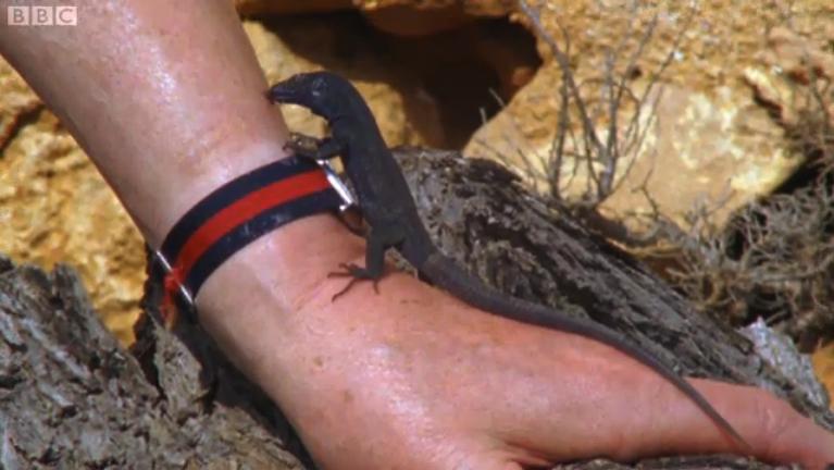 冷血生命 Life In Cold Blood