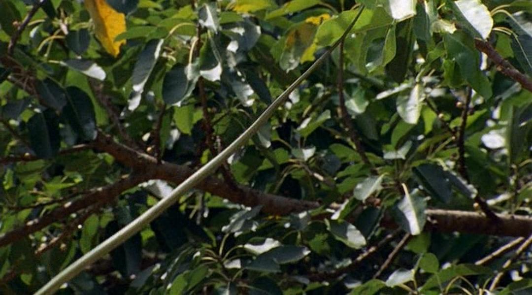 冷血生命 Life In Cold Blood