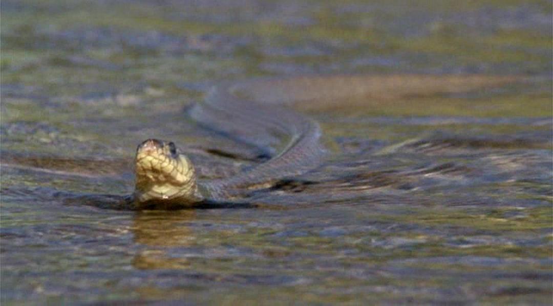 冷血生命 Life In Cold Blood