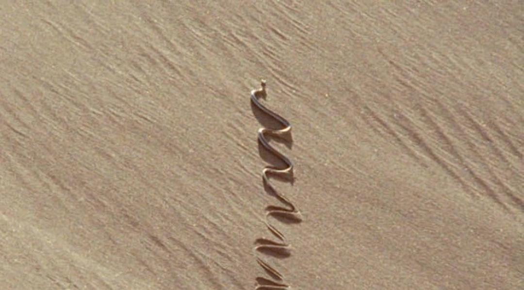 冷血生命 Life In Cold Blood