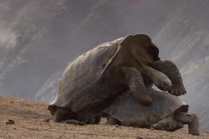 冷血生命 Life In Cold Blood