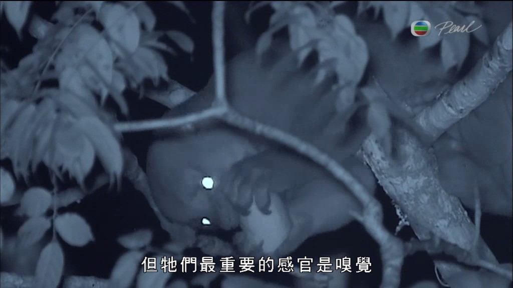 黑暗中的自然界 The Dark: Nature's Nighttime World