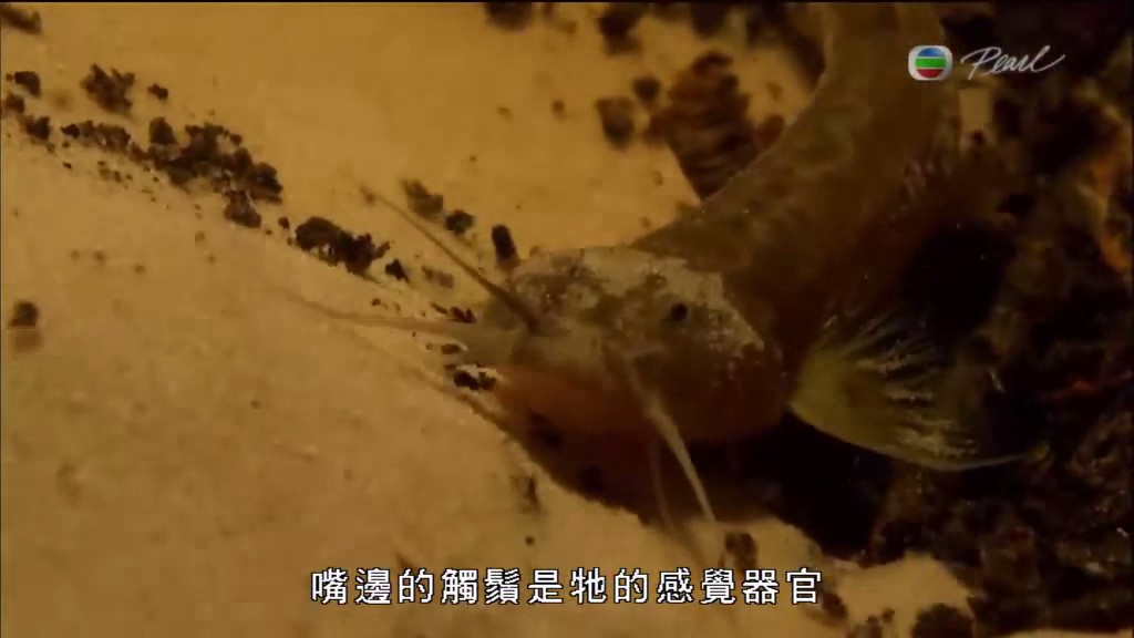 黑暗中的自然界 The Dark: Nature's Nighttime World