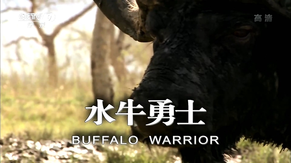 国家地理：水牛战士 National Geographic: Buffalo Warrior