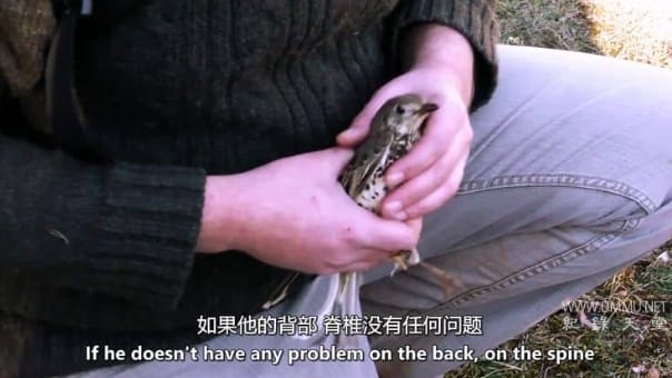 清空天空 Emptying The Skies