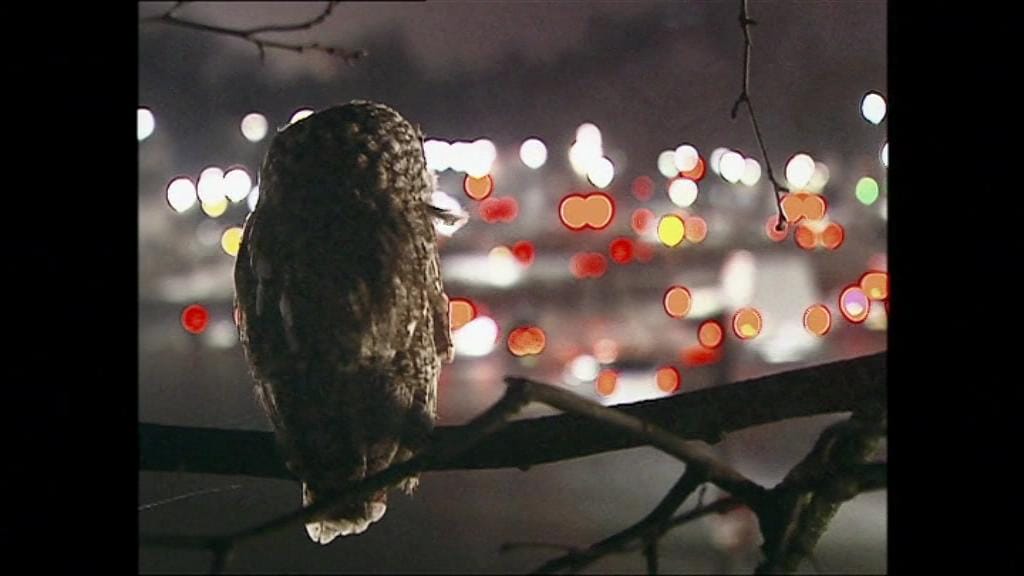 阿涅斯·瓦尔达在这里和那里 Agnès de ci de là Varda