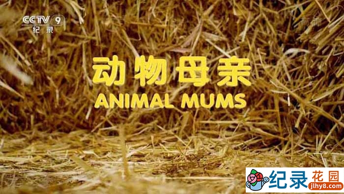 央视动物行为研究纪录片《动物母亲 Animal Mums》全3集 TS/蓝光高清纪录片资源百度云盘下载