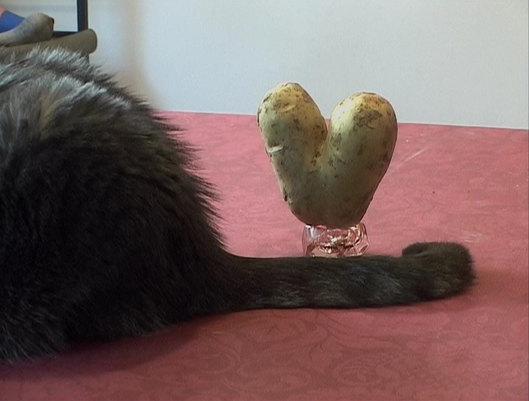 艾格妮捡风景：两年后 Les glaneurs et la glaneuse… deux ans après