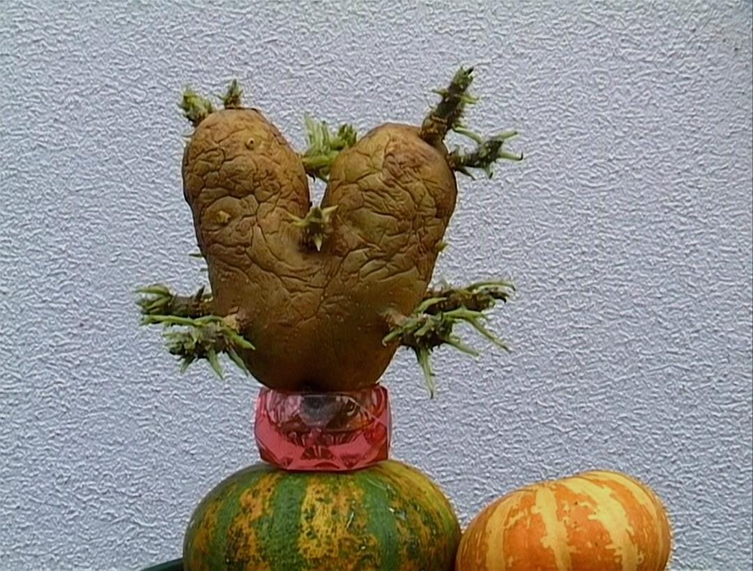 艾格妮捡风景：两年后 Les glaneurs et la glaneuse… deux ans après