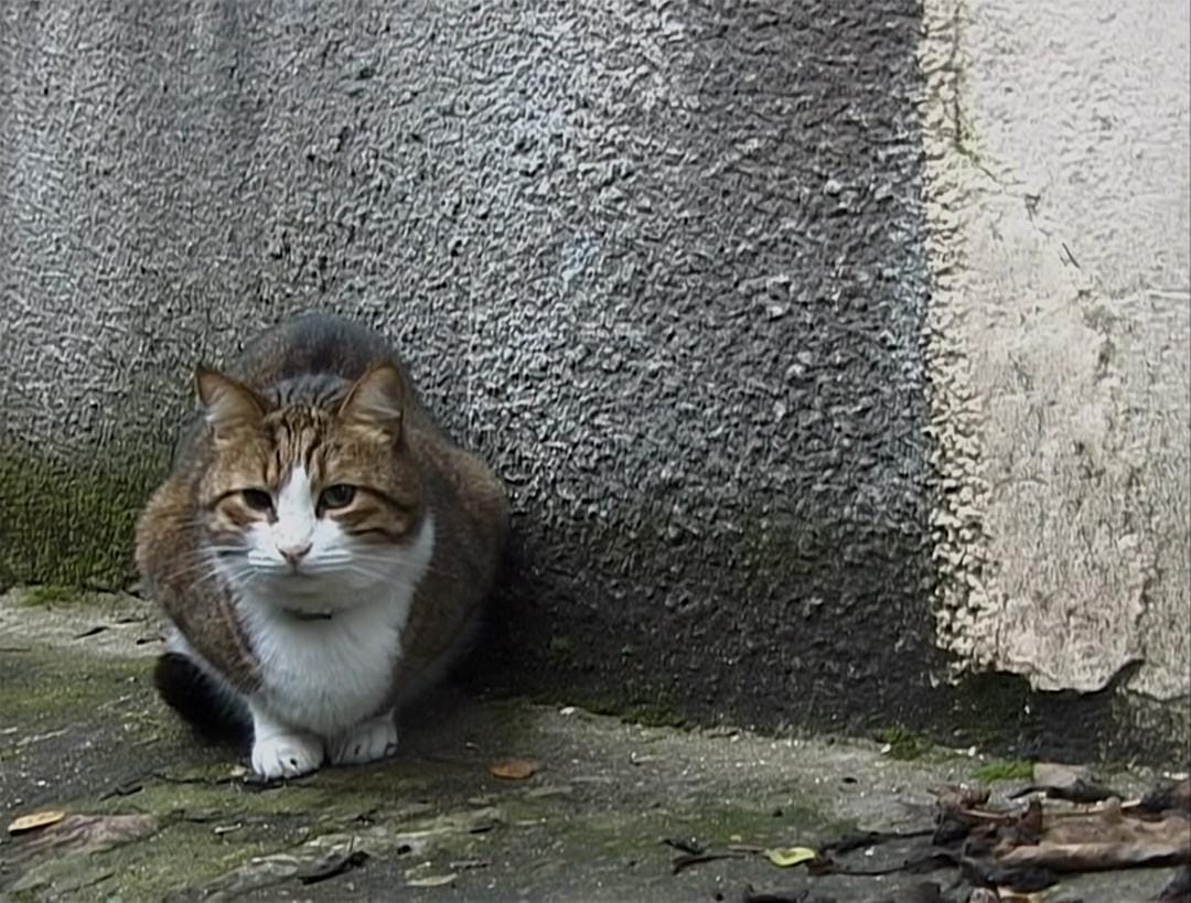 艾格妮捡风景：两年后 Les glaneurs et la glaneuse… deux ans après