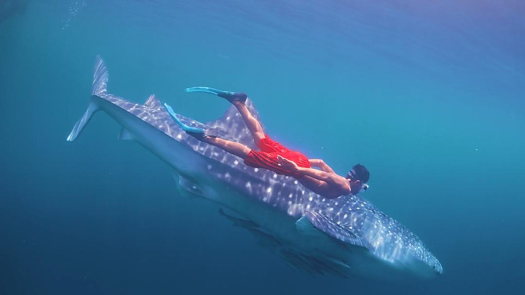 南太平洋之旅 Journey to the South Pacific