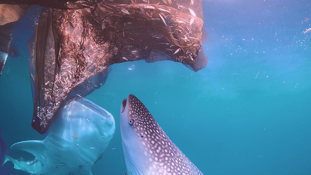 南太平洋之旅 Journey to the South Pacific