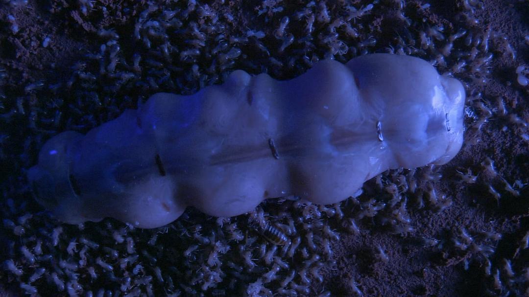 围困城堡 La Citadelle assiégée