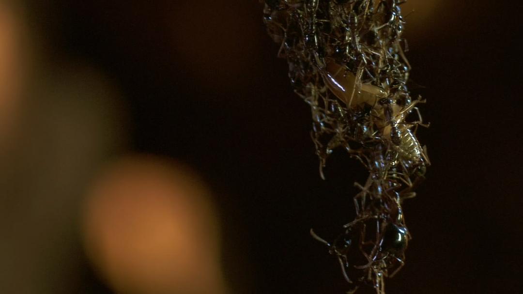 围困城堡 La Citadelle assiégée