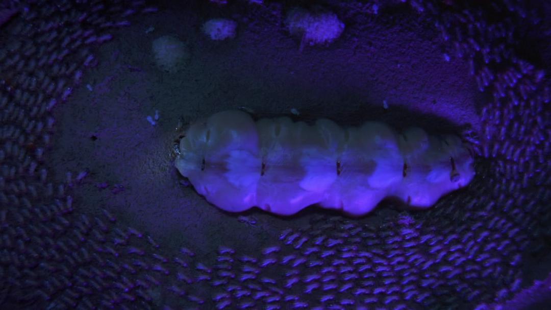 围困城堡 La Citadelle assiégée