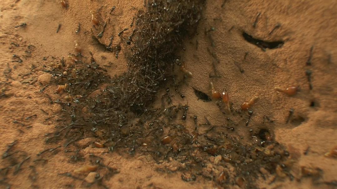 围困城堡 La Citadelle assiégée