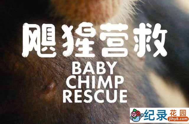 BBC动物保护纪录片《飓猩营救 Baby Chimp Rescue》全3集 720P/1080i高清纪录片资源百度云盘下载