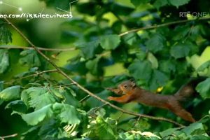 香农秘境 The Secret Life of the Shannon