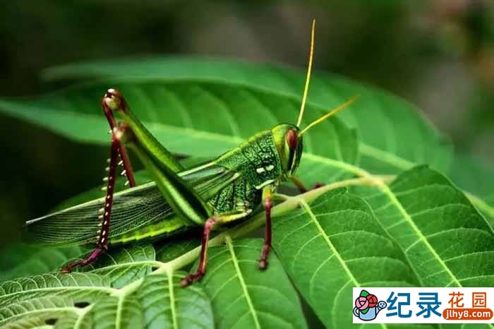 PTS昆虫纪录片《虫虫刺客任务 Insects to the Rescue》全1集中字 720P/1080i高清纪录片资源百度云盘下载