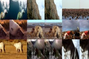 北极熊冰熊 Polar Bears Ice Bear