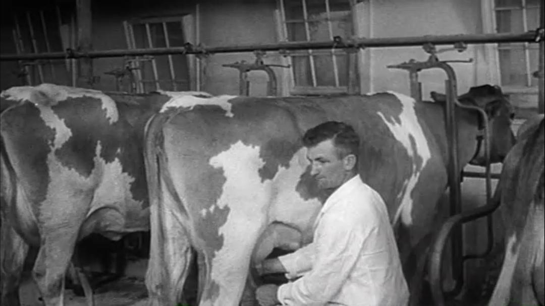 刀叉下的秘密 Forks Over Knives