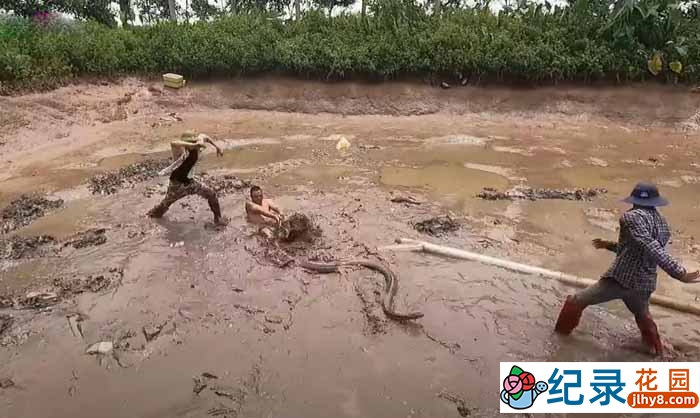 捕蛇纪录片《徒手斗巨蟒》第3季中字 1080P高清自媒体解说素材百度云盘下载