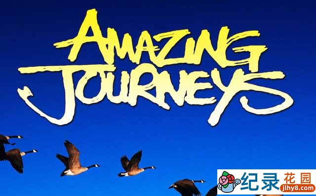 IMAX动物大迁徙纪录片《惊奇之旅 Amazing Journeys》全1集 720P/1080i高清纪录片资源百度云盘下载