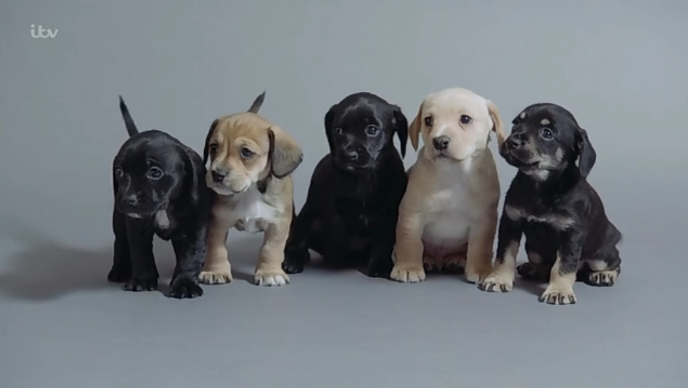 小汪的秘密：初生的六个月 Puppy Secrets: The First Six Months