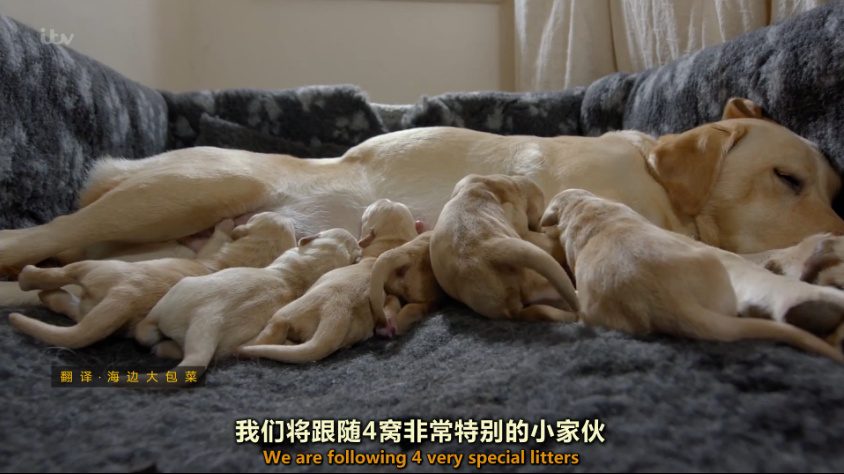 小汪的秘密：初生的六个月 Puppy Secrets: The First Six Months