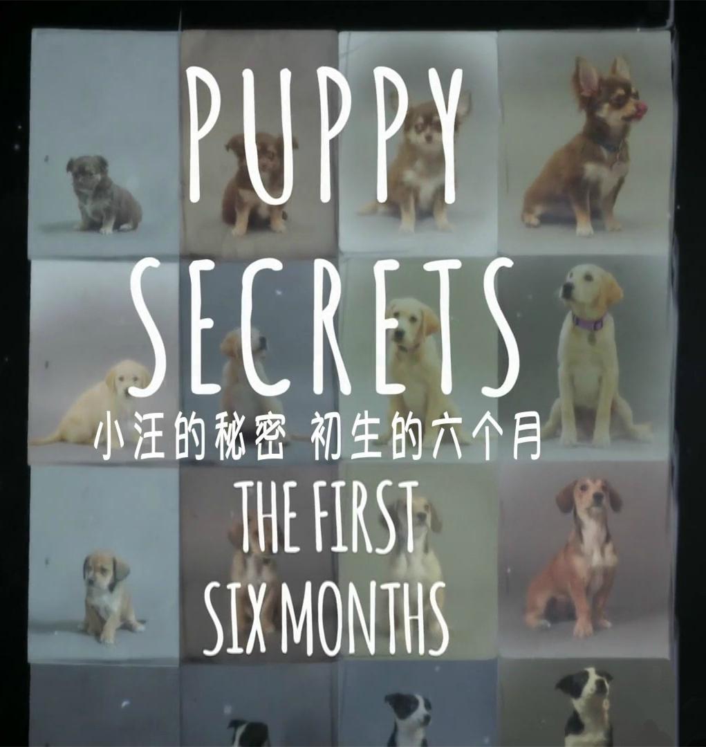 小汪的秘密：初生的六个月 Puppy Secrets: The First Six Months