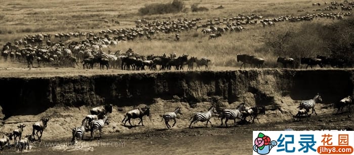 CCTV央视自然生态纪录片《魅力肯尼亚 Glamorous Kenya》全3集 720P/1080i高清纪录片百度云