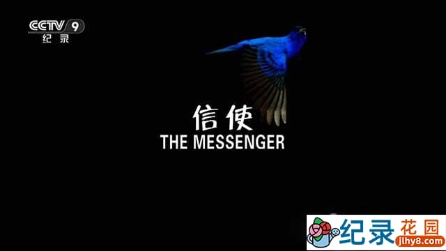 央视鸟类纪录片《信使 The Messenger》全1集 TS/蓝光高清纪录片资源百度云盘下载