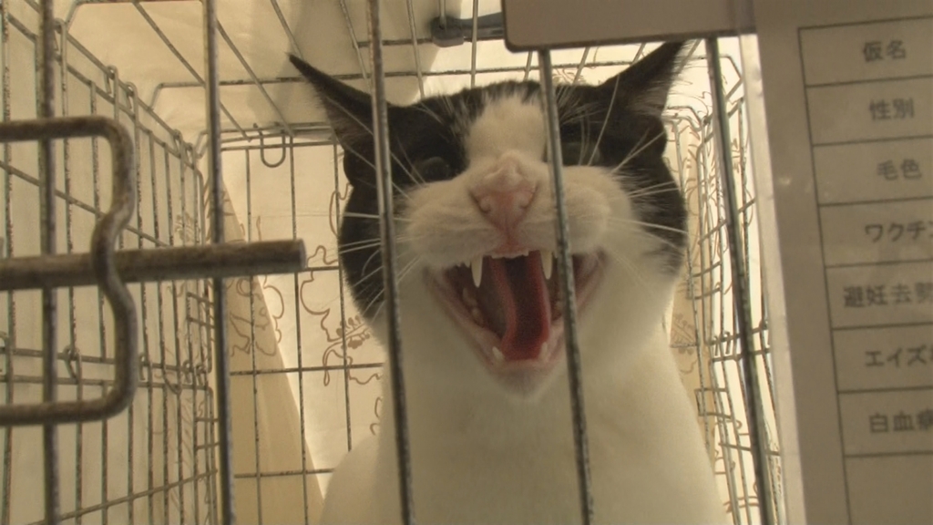 纪实72小时 大城市里动物的庇护所 ドキュメント72時間 大都会 犬と猫のシェルターで