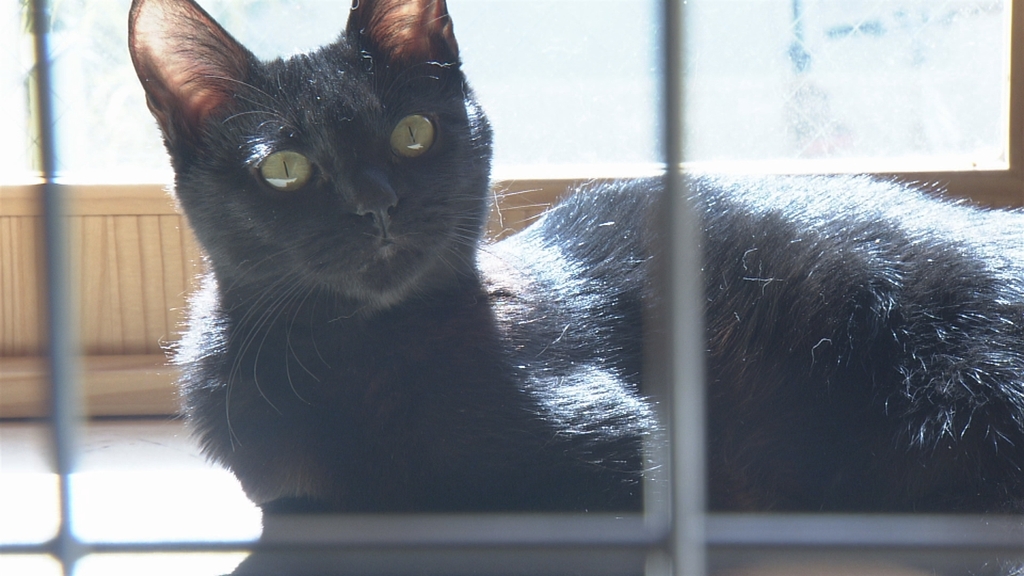 纪实72小时 大城市里动物的庇护所 ドキュメント72時間 大都会 犬と猫のシェルターで