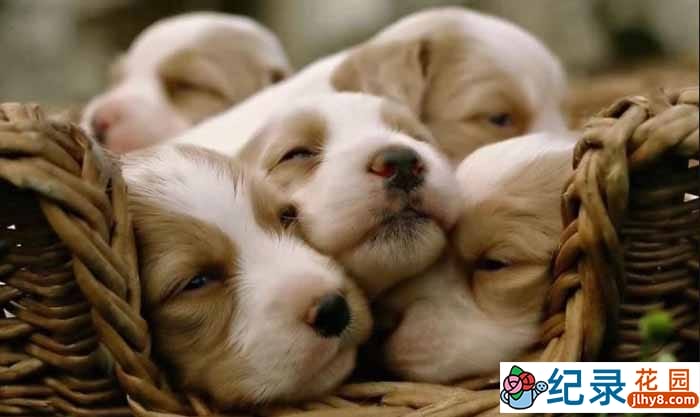 宠物纪录片《萌宠成长记 Too Cute》第二季 720P/1080i纪录片资源百度云盘下载