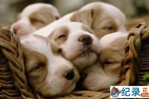 宠物纪录片《萌宠成长记 Too Cute》第二季 720P/1080i纪录片资源百度云盘下载