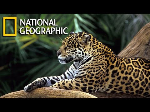国家地理 亚马逊 National Geographic Wild Amazon