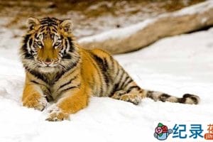 BBC动物保护纪录片《雪虎任务 Operation Snow Tiger》全2集 720P/1080i高清纪录片资源百度云盘下载