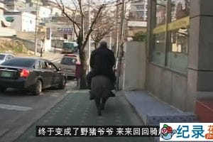 动物研究纪录片《动物迷惑行为》第3季中字 1080高清纪录片解说素材百度云盘下载