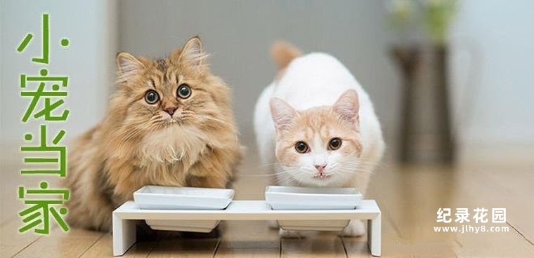 萌宠纪录片《小宠当家》全5集 720P/1080i高清纪录片百度云