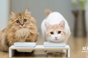 萌宠纪录片《小宠当家》全5集 720P/1080i高清纪录片百度云