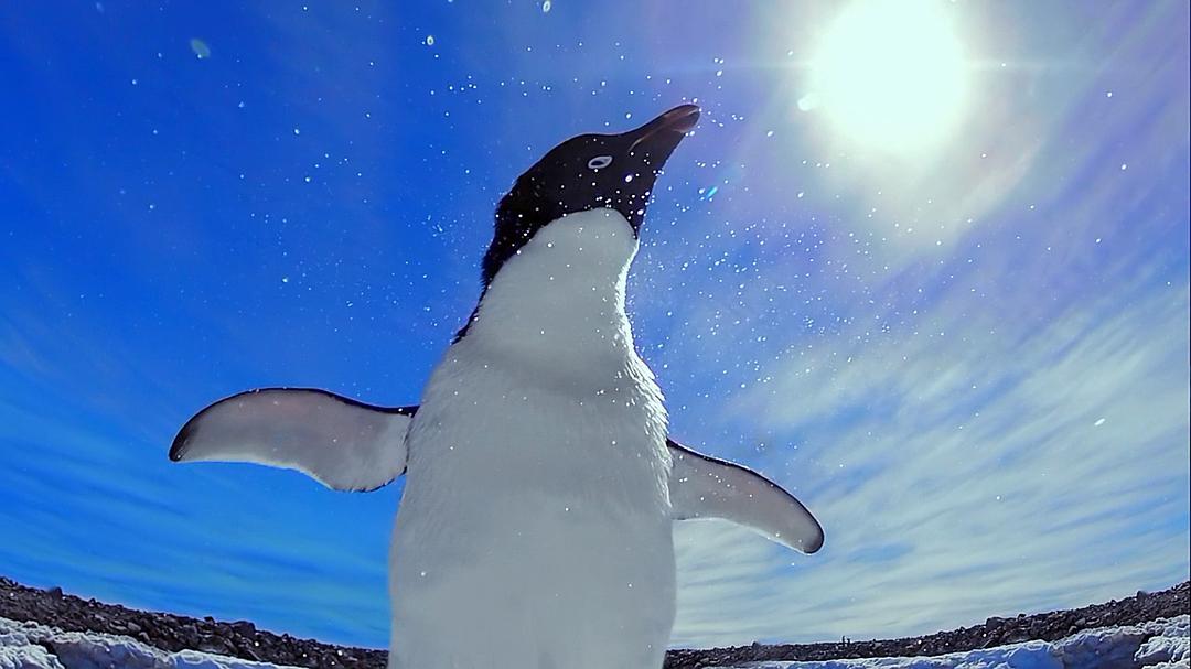 帝企鹅宝宝的生命轮回之旅 Snow Chick – A Penguin's Tale
